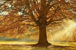 Eerst wind en regen, later in de week droog en rustig herfstweer