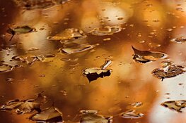 Typisch herfstweer, eind van de week een stuk koeler