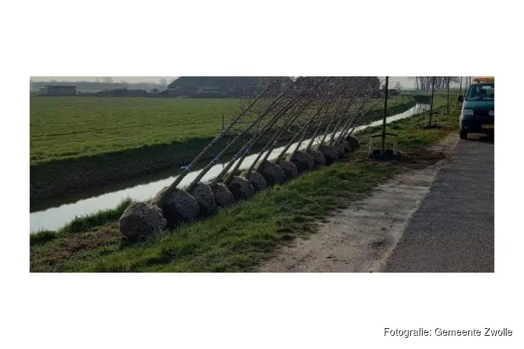 85 nieuwe populieren aangeplant aan Aalvangersweg
