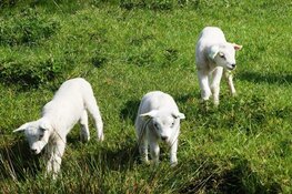Laatste week april en Koningsdag verloopt droog en grotendeels zonnig