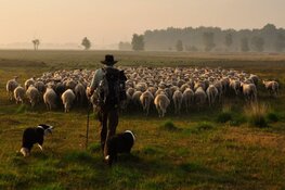 Provincie Overijssel steunt komende tien jaar schaapskuddes in Natura 2000 gebieden