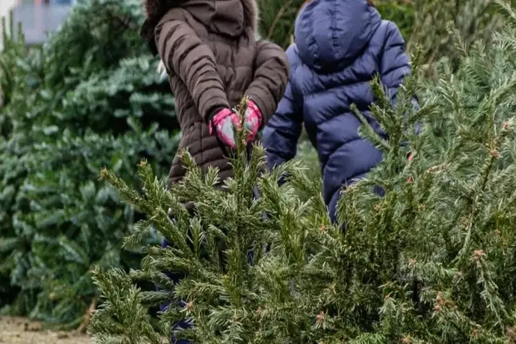 Kerstbomenactie levert 9.923 bomen op