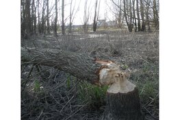 "Speuren naar Sporen" op zondag 12 maart