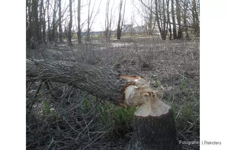 "Speuren naar Sporen" op zondag 12 maart