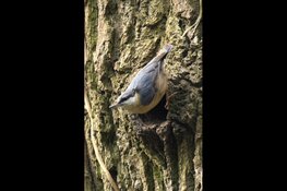 Vroege Vogels, opgelet: Vroeg op pad met IVN