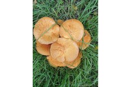 Excursie kleurrijk Vilsteren