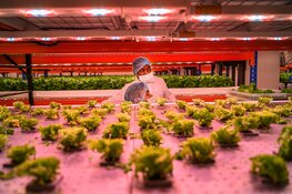 Food for Thought: Het Scheepvaartmuseum opent tentoonstelling over de verborgen wereld achter ons voedsel