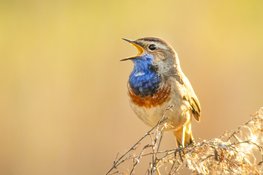 Doe ook mee met de IVN Vogelzangcursus 2024