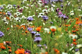 Overijssel maakt 9 miljoen vrij voor natuurinitiatieven