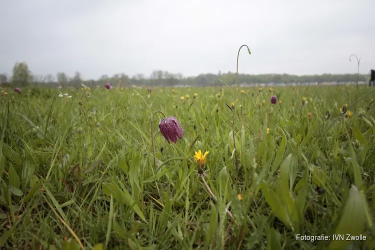 Weidewandeling in de IJsseluiterwaarden bij Wilsum naar de kievitsbloemen