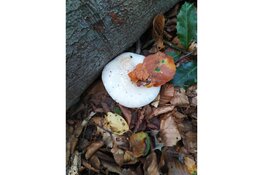 Excursie kleurrijk Vilsteren