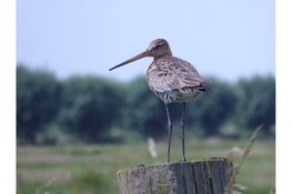 Jubileumexcursie IVN Zwolle eo naar Weidevogelgebied Lierderbroek Zaterdag 17 mei 2025