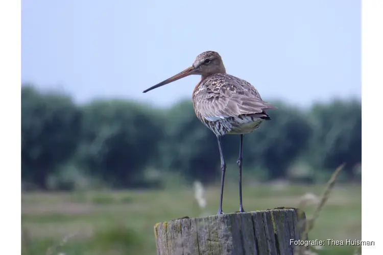 Jubileumexcursie IVN Zwolle eo naar Weidevogelgebied Lierderbroek Zaterdag 17 mei 2025