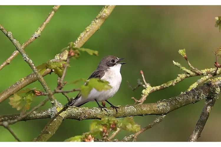 Vroege vogels herkennen op Zandhove