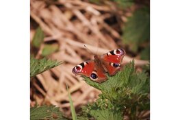 Kennismaking met vlinders en libellen