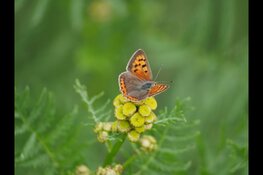 Kennismaking met vlinders en libellen