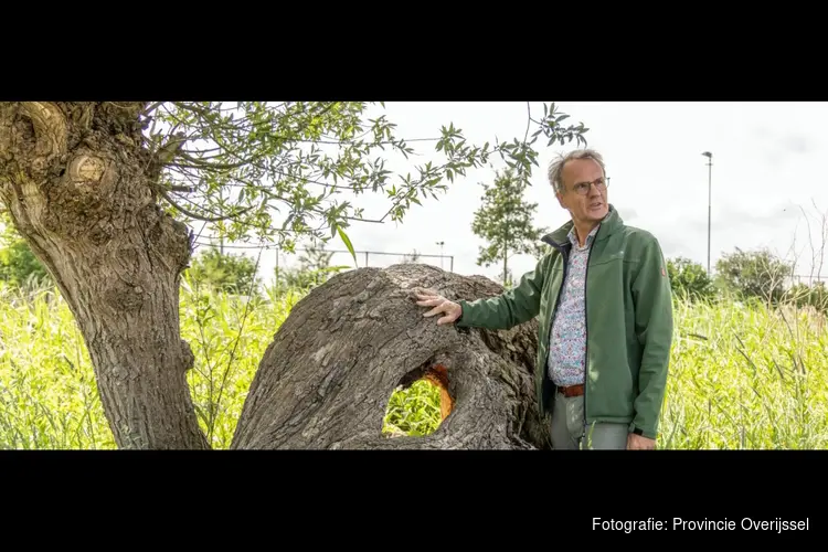 De meest geliefde boom van Overijssel