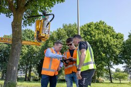 Natuurlijke aanpak eikenprocessierups Zwolle succesvol