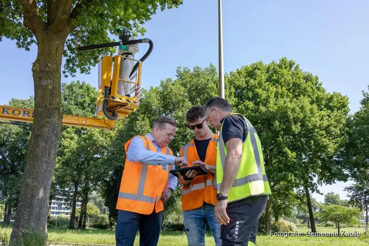 Natuurlijke aanpak eikenprocessierups Zwolle succesvol