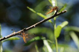 Kennismaking met vlinders en libellen