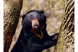 Samenwerken voor een beerwaardig bestaan