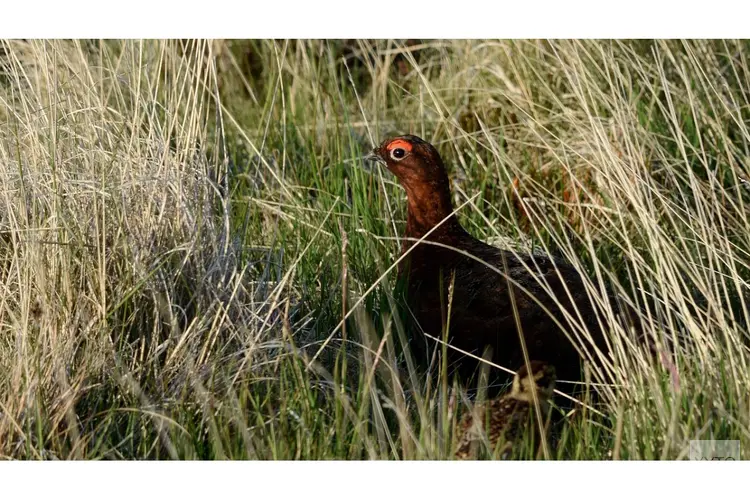 Vroege Vogels: is er nog een toekomst voor het korhoen in Nederland?