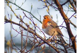 Mee naar buiten met de IVN Vogelzangcursus 2026