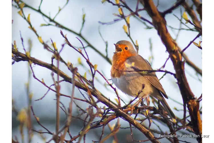 Mee naar buiten met de IVN Vogelzangcursus 2026