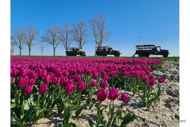 Tulpen- en monumententours van Oorlogsmuseum Medemblik van start!