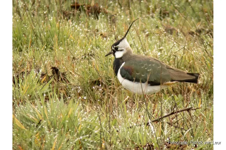 Twee IVN-excursies rond Zwolle op zondag 12 april 2026.