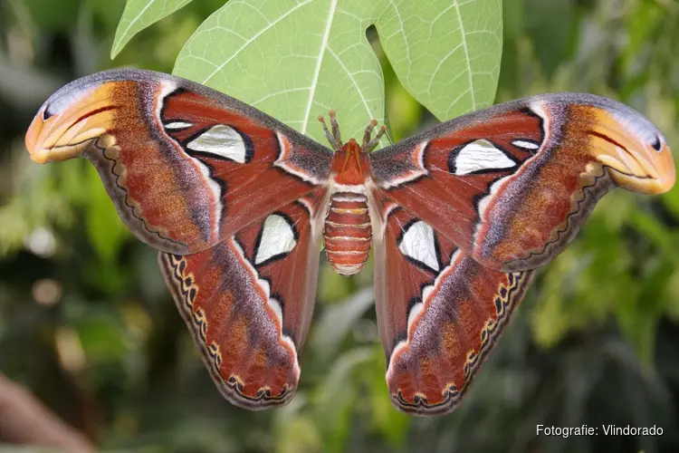 Vlindorado alweer een jaar open: vlindertuin groeit en bloeit in Waarland