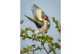 Vroege vogels herkennen