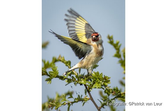 Vroege vogels herkennen