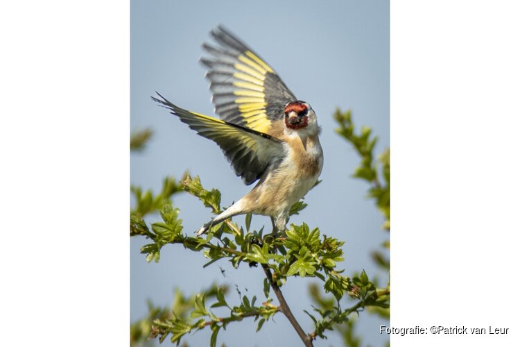 Vroege vogels herkennen