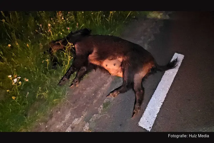 Motorrijder gewond na aanrijding met wild zwijn in Hattemerbroek