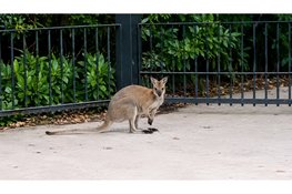 Wallaby huppelt vrolijk rond door Oldebroek