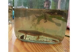 Op zoek naar waterbeestjes in de vijver van de Nooterhof