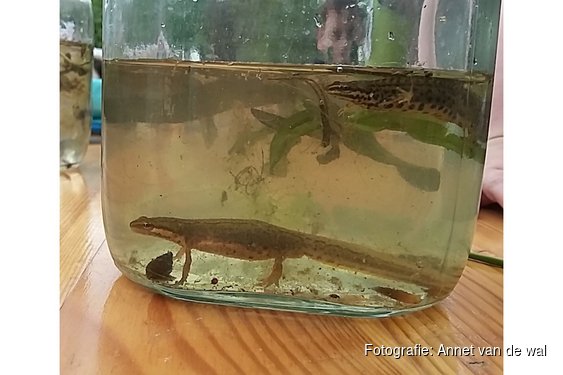 Op zoek naar waterbeestjes in de vijver van de Nooterhof