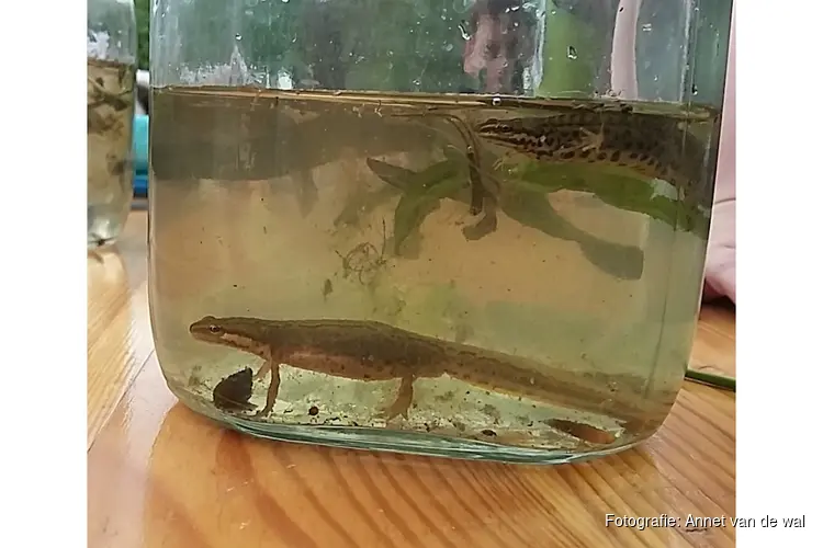 Op zoek naar waterbeestjes in de vijver van de Nooterhof
