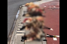 Acht dode schapen neergelegd langs Zuiderzeestraatweg in Oldebroek als protest tegen de wolf