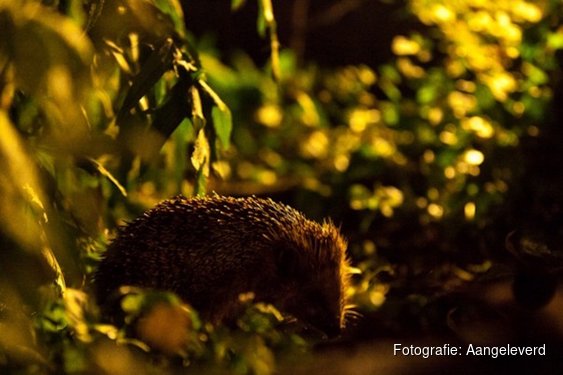 Wandelen tussen mammoeten: hoor hoe Nederland 130.000 jaar geleden klonk