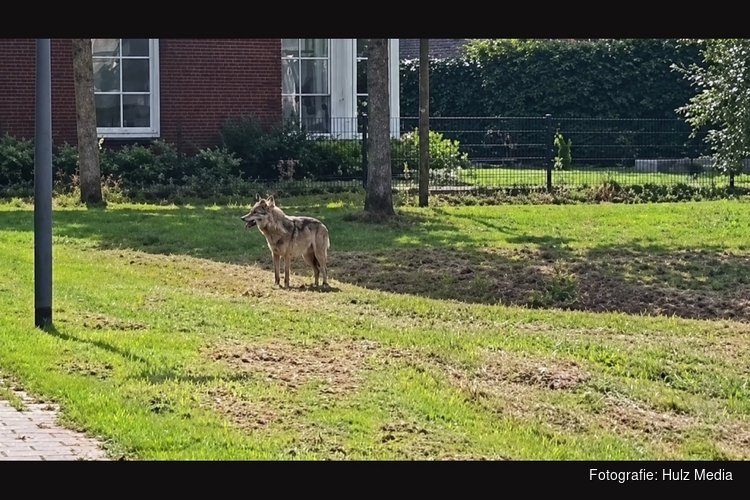 Gemeente Oldebroek maakt zich grote zorgen na nieuwe wolvenaanvallen: ‘Geen plaats voor de wolf’