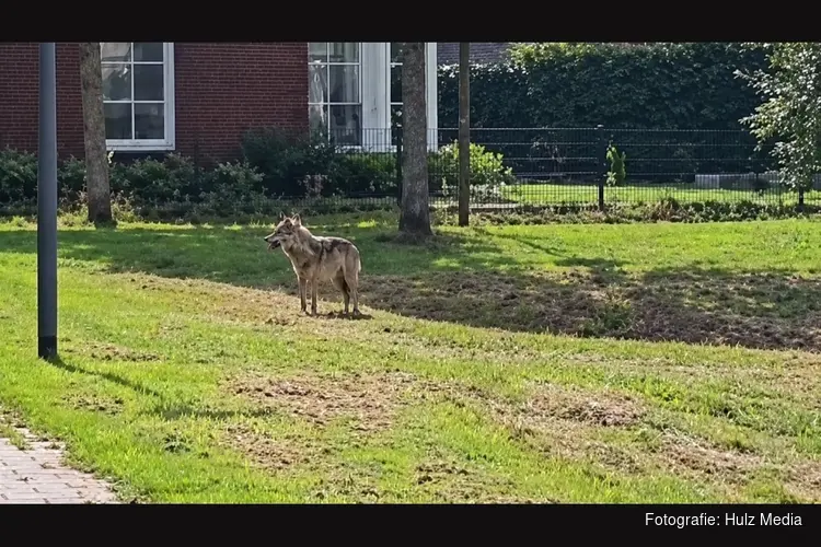 Gemeente Oldebroek maakt zich grote zorgen na nieuwe wolvenaanvallen: ‘Geen plaats voor de wolf’