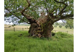 Samen sterk voor bomen