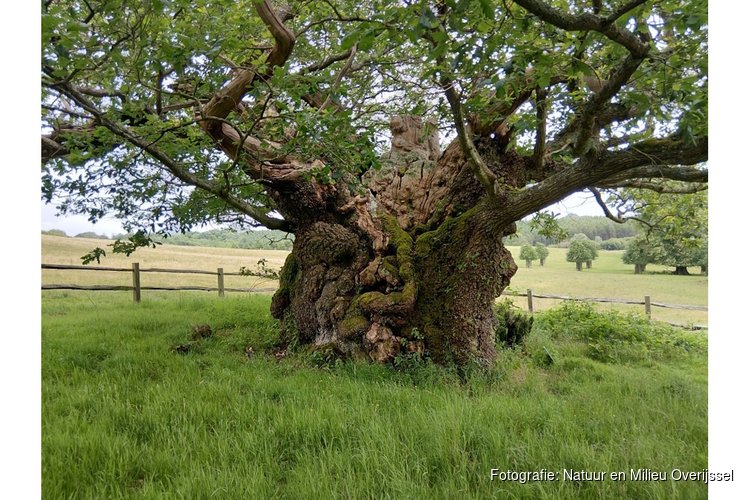 Samen sterk voor bomen