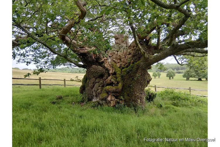 Samen sterk voor bomen