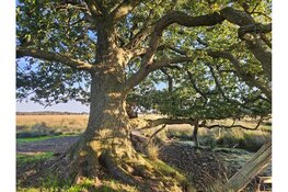 Samen sterk voor bomen